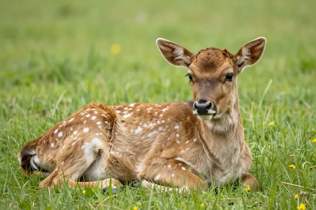 A spotted young deer calf lies curled in lush spring grass with alert upright ears looking toward the camera.