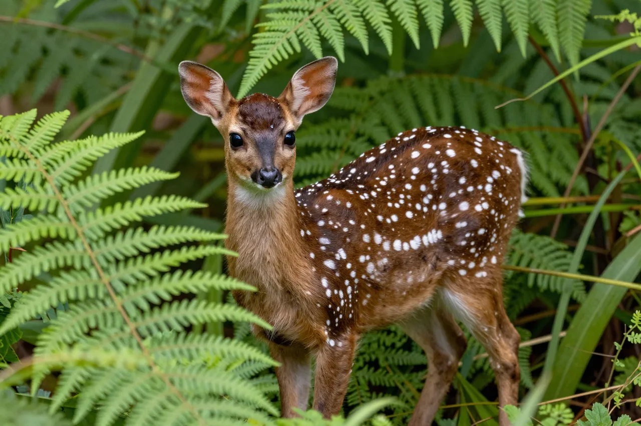 A spotted white-tipped fawn stands alert facing the camera surrounded by lush green ferns