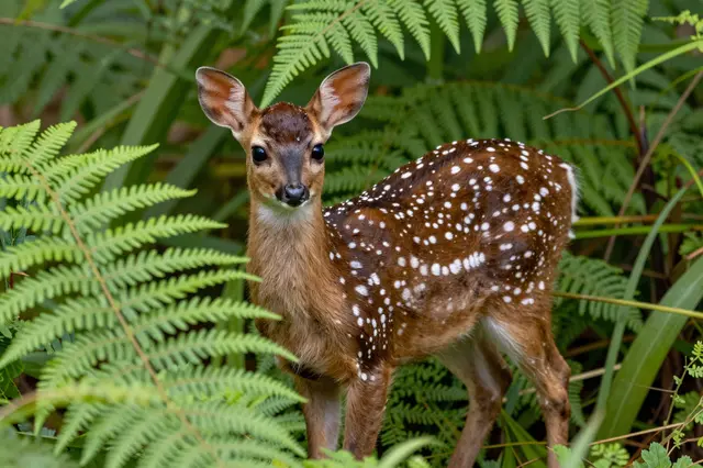 A spotted white-tipped fawn stands alert facing the camera surrounded by lush green ferns