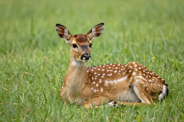 A spotted deer fawn lies calmly looking at the camera from tall green grass.
