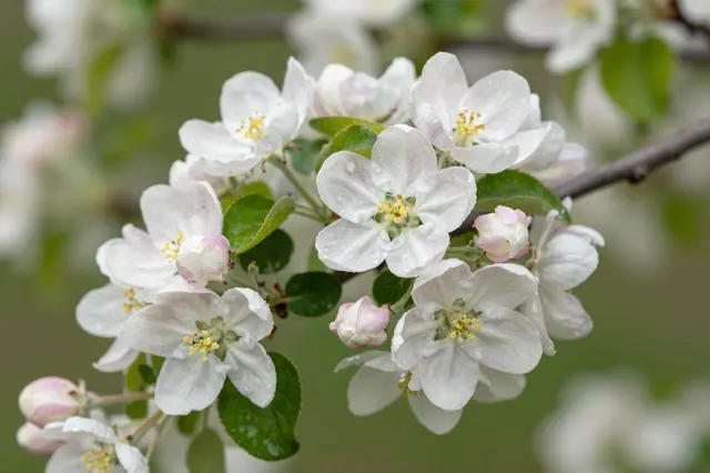 Close-up of dewy white and pale pink apple blossoms clustered on a tree branch with fresh green leaves