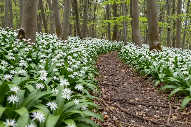 A dirt trail winds through an early spring beech forest lined with carpets of white wild garlic flowers and fresh green