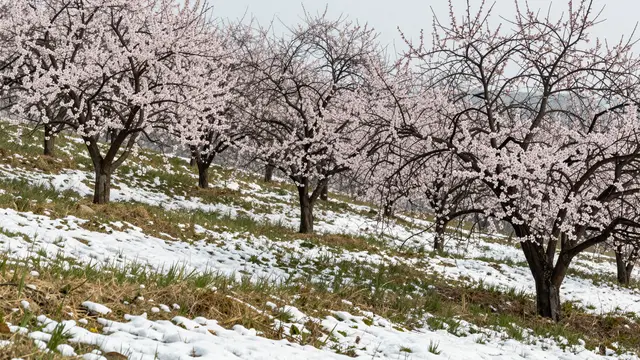 Blooming orchard trees line a sloped hillside dotted with melting late winter snow patches