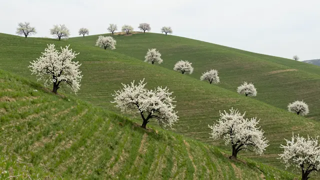 Rolling green spring hills dotted with scattered trees covered in white spring blossoms
