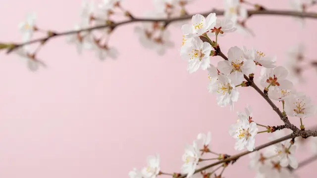 Sharp white spring blossom branches sit against a soft pastel pink backdrop with empty copy space on the left