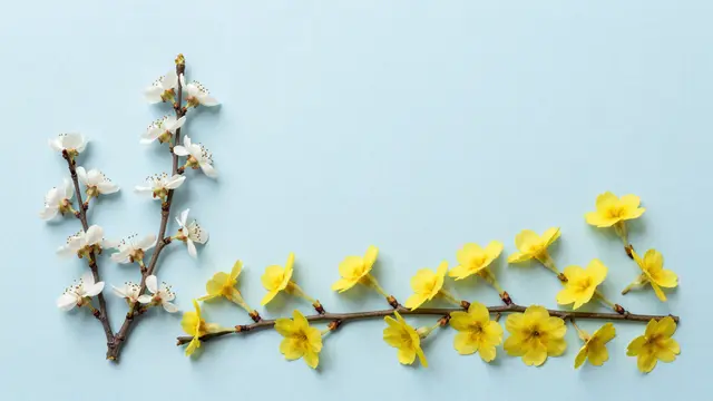 Overhead flat lay of white and yellow spring blossom branches arranged on pale blue paper with empty copy space