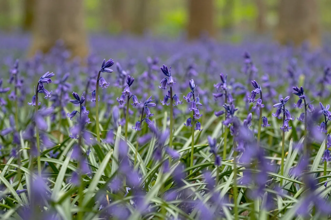 Sharp foreground purple bluebell flowers carpet a sun dappled spring forest with blurred tree trunks in the background.