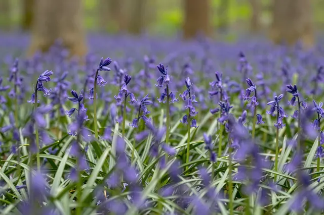 Sharp foreground purple bluebell flowers carpet a sun dappled spring forest with blurred tree trunks in the background.