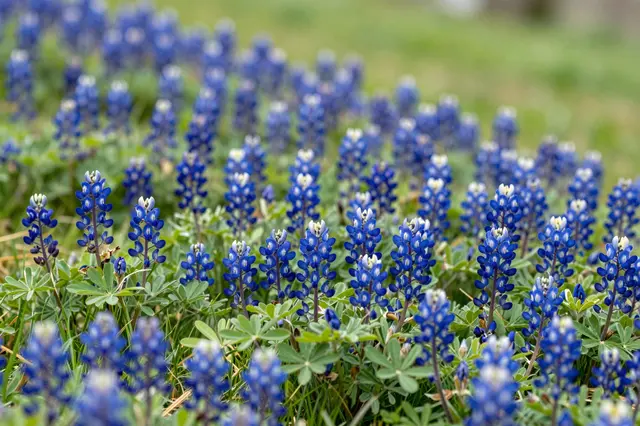 Dense clusters of bluebonnet flowers grow across a grassy spring hill with soft blurred background foliage