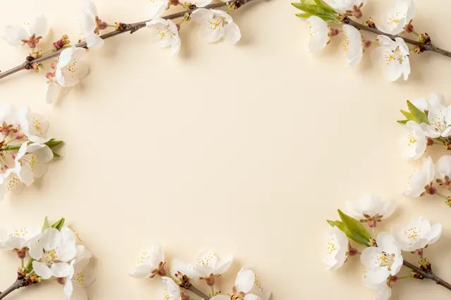 Top-down view of white spring blossom branches arranged in a border around empty cream copy space