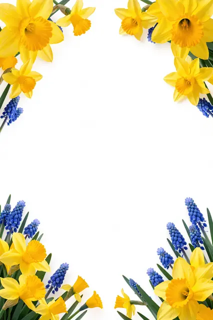 Yellow daffodils and blue grape hyacinths frame the empty center of a plain white background