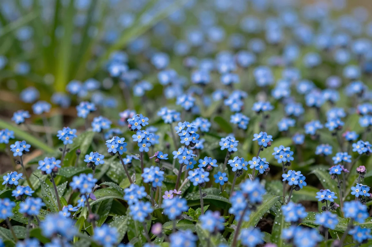 Dense clusters of tiny blue forget-me-not flowers with dewy green foliage in a shady spring garden