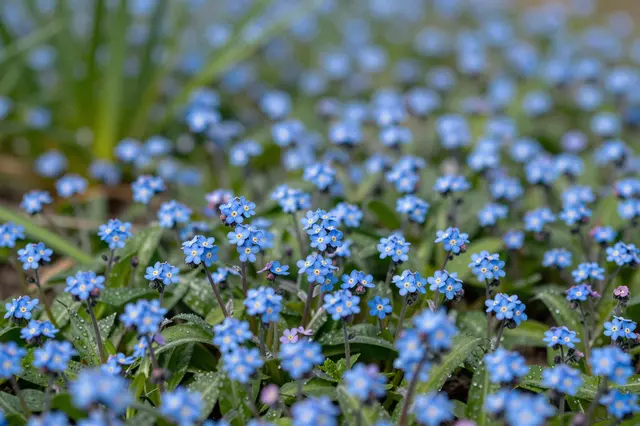 Dense clusters of tiny blue forget-me-not flowers with dewy green foliage in a shady spring garden