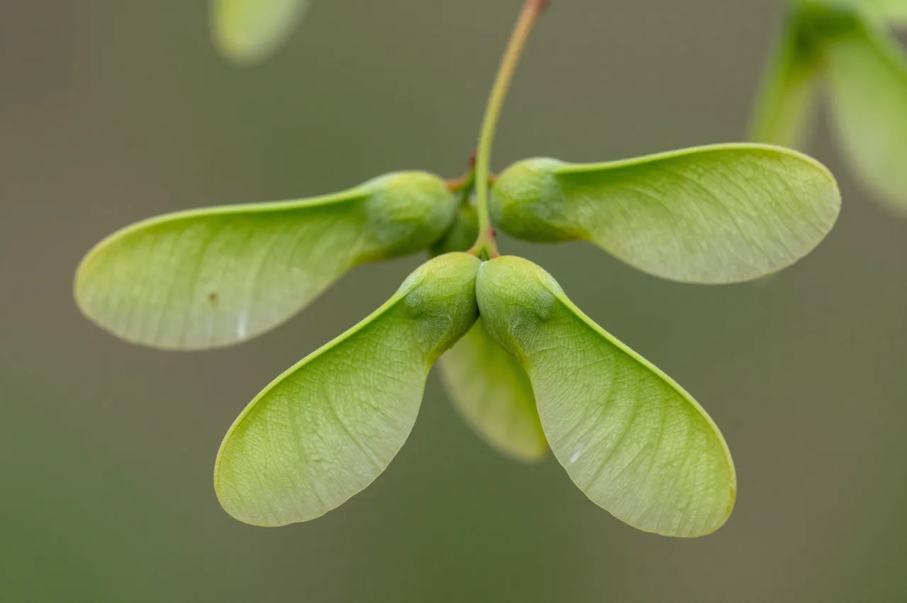 Close-up of fresh light green winged maple seeds attached to a thin stem against soft blurred foliage