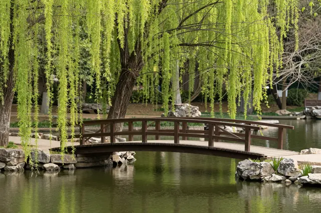 Arched wooden footbridge spans a calm park pond framed by leafy spring willow trees