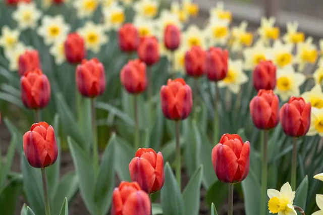 Sharp foreground red tulips stand alongside soft focus blooming yellow and white daffodils in a spring flower bed