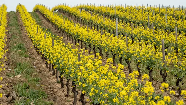 Parallel rows of grapevines lined with bright yellow blooming mustard flowers in a spring vineyard
