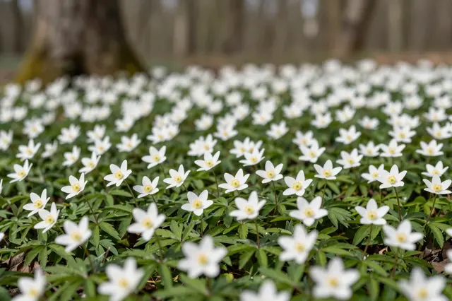 Close-up of blooming white wood anemones carpeting a sunlit spring forest floor