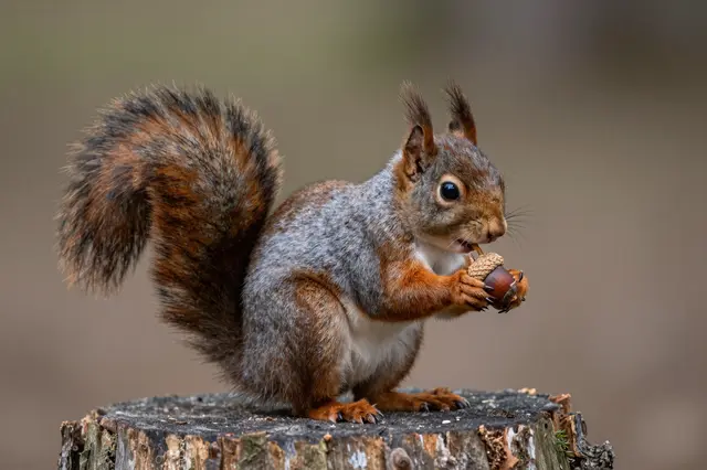 A red and gray squirrel sits on a weathered tree stump holding an acorn to its mouth