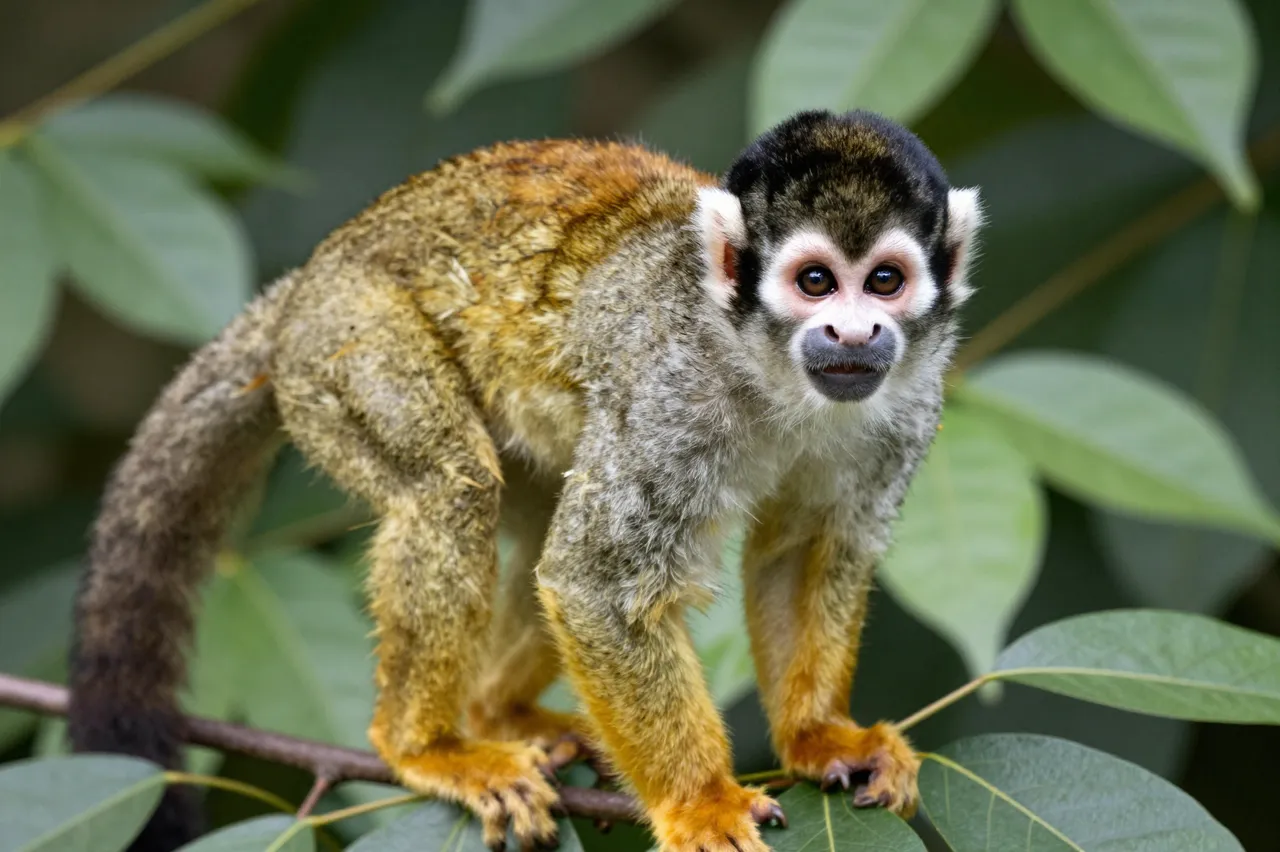 A squirrel monkey with a black and white face stands on a tree branch surrounded by green leaves, looking directly at the