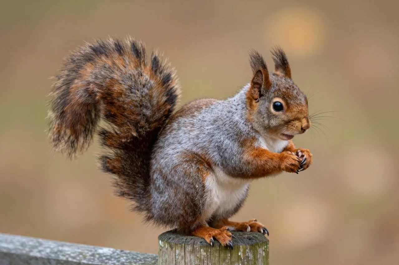 A bushy-tailed red squirrel sits upright gripping its paws while perched on a weathered wooden fence post.