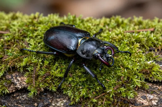 A large stag beetle rests on dense bright green moss covering a decaying log
