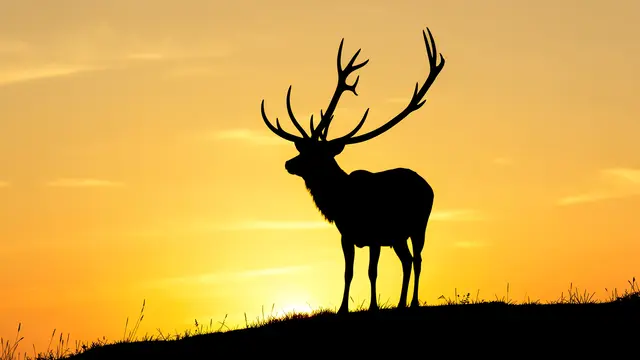 Black silhouette of a stag with tall antlers standing on a grassy ridge against a bright golden sunrise sky.