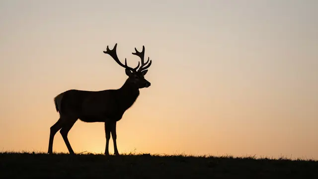A silhouetted stag with large antlers stands on a grassy hilltop against a soft gradient sunrise sky.