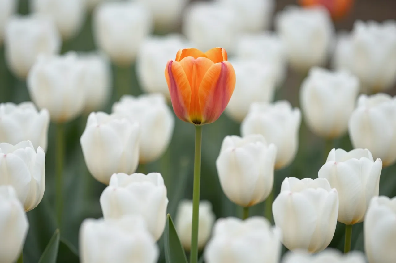 A sharp orange tulip rises above a field of softly blurred white tulips