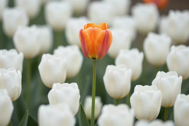 A sharp orange tulip rises above a field of softly blurred white tulips