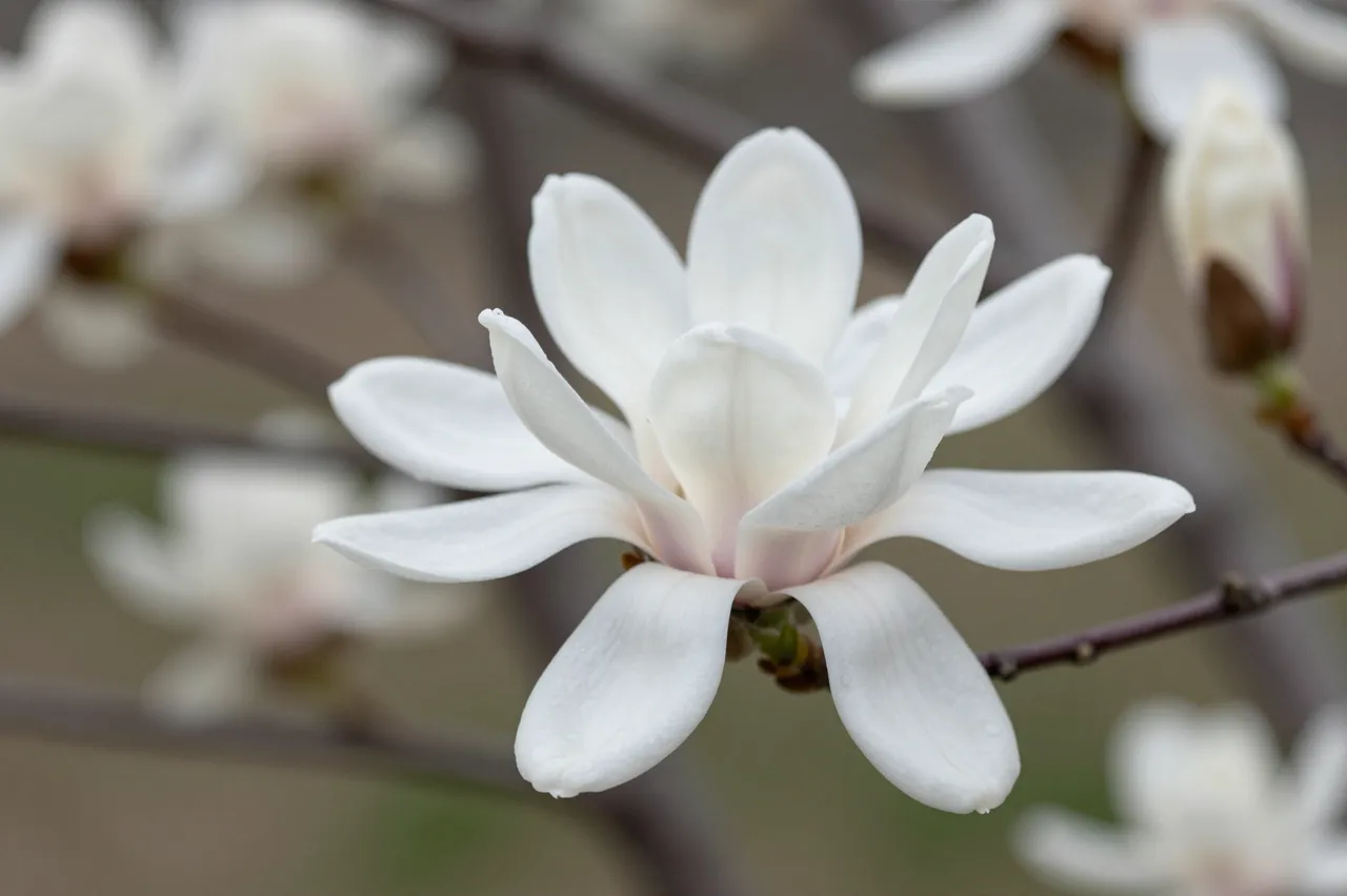 Close-up of an open white star magnolia flower with soft blurred background blooms