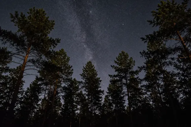 Looking up at a star-filled night sky with the Milky Way framed by tall pine tree silhouettes
