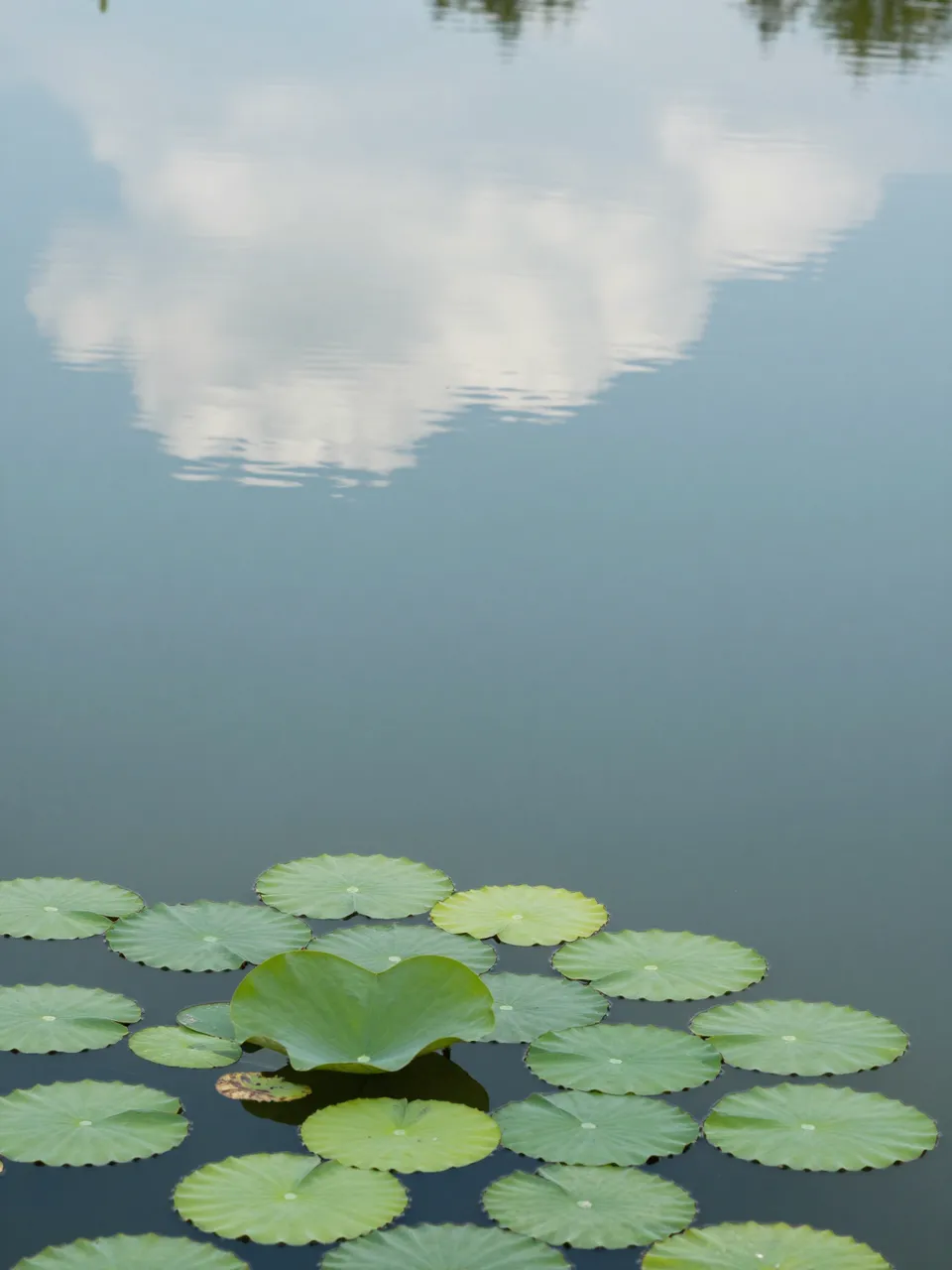 Calm pond surface reflects soft clouds, with lily pads clustered in the lower frame.