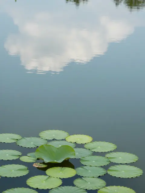 Calm pond surface reflects soft clouds, with lily pads clustered in the lower frame.
