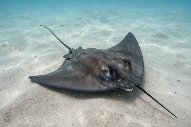 A stingray rests on fine light sand beneath clear shallow turquoise ocean water