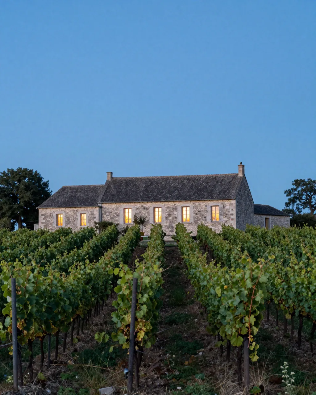Rows of grapevines lead to a lit stone farmhouse beneath a clear blue dusk sky