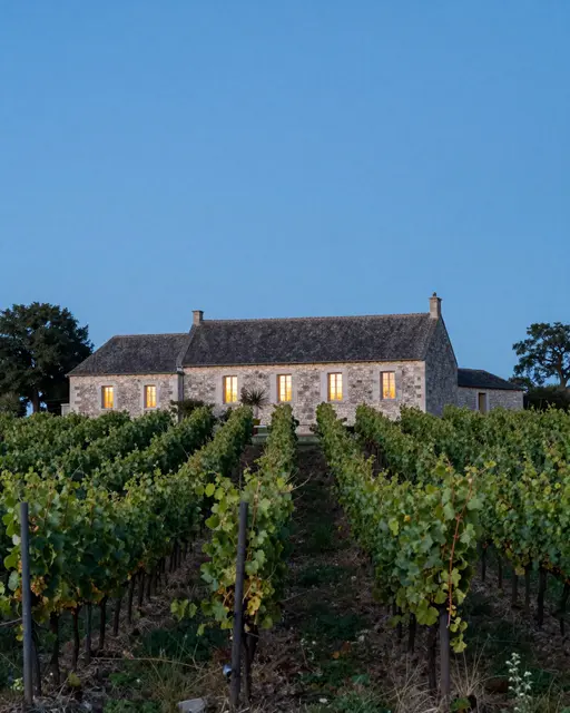 Rows of grapevines lead to a lit stone farmhouse beneath a clear blue dusk sky