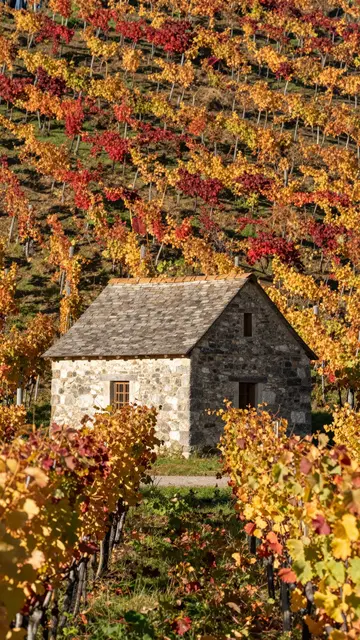 A small rustic stone hut sits amid vibrant autumn grapevines on a sloped vineyard hillside.