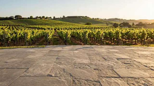 Flagstone terrace looks out over neat vineyard rows during warm golden hour light