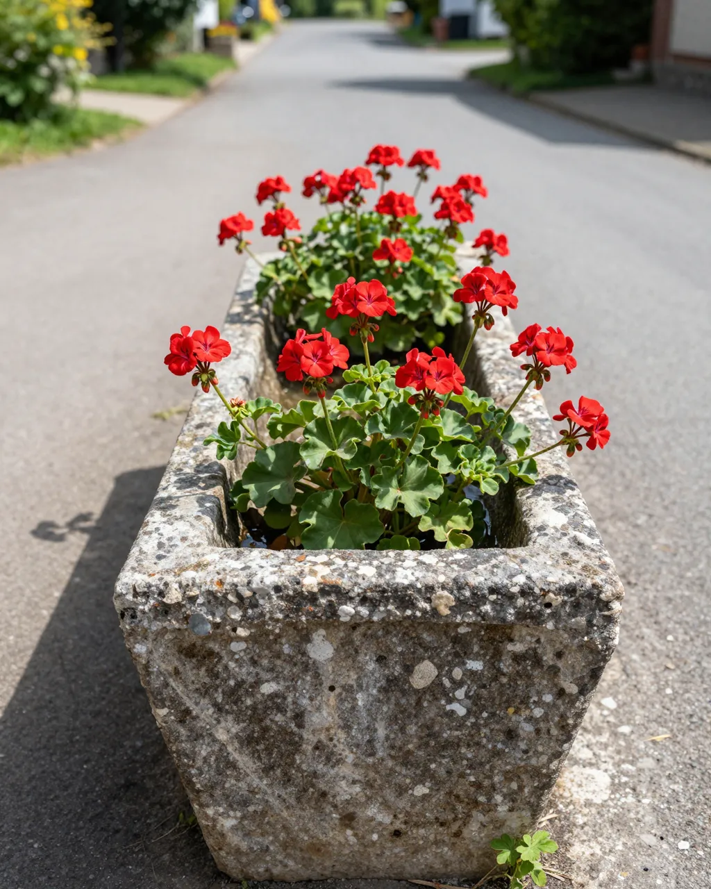 Weathered old stone water trough filled with bright red geraniums sits on a quiet village lane at midday