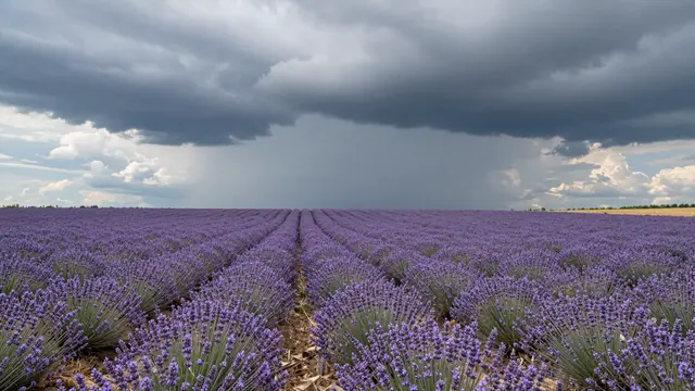 Rows of blooming lavender stretch toward the horizon beneath a heavy gathering summer storm sky.