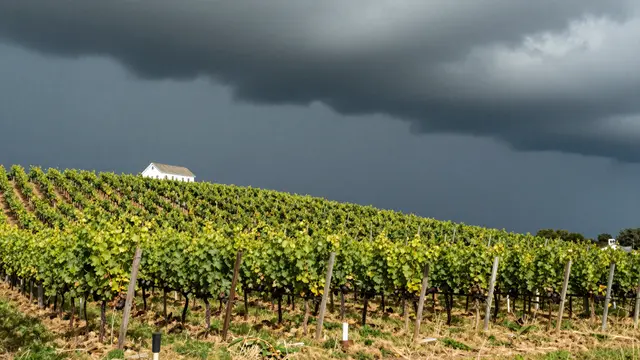 Sunlit sloped vineyard rows stretch beneath a dark storm front with a distant white farmhouse on the hillcrest