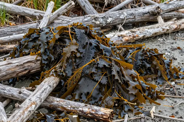 Heap of dark wet kelp tangled with weathered driftwood on a shingle shoreline after a storm