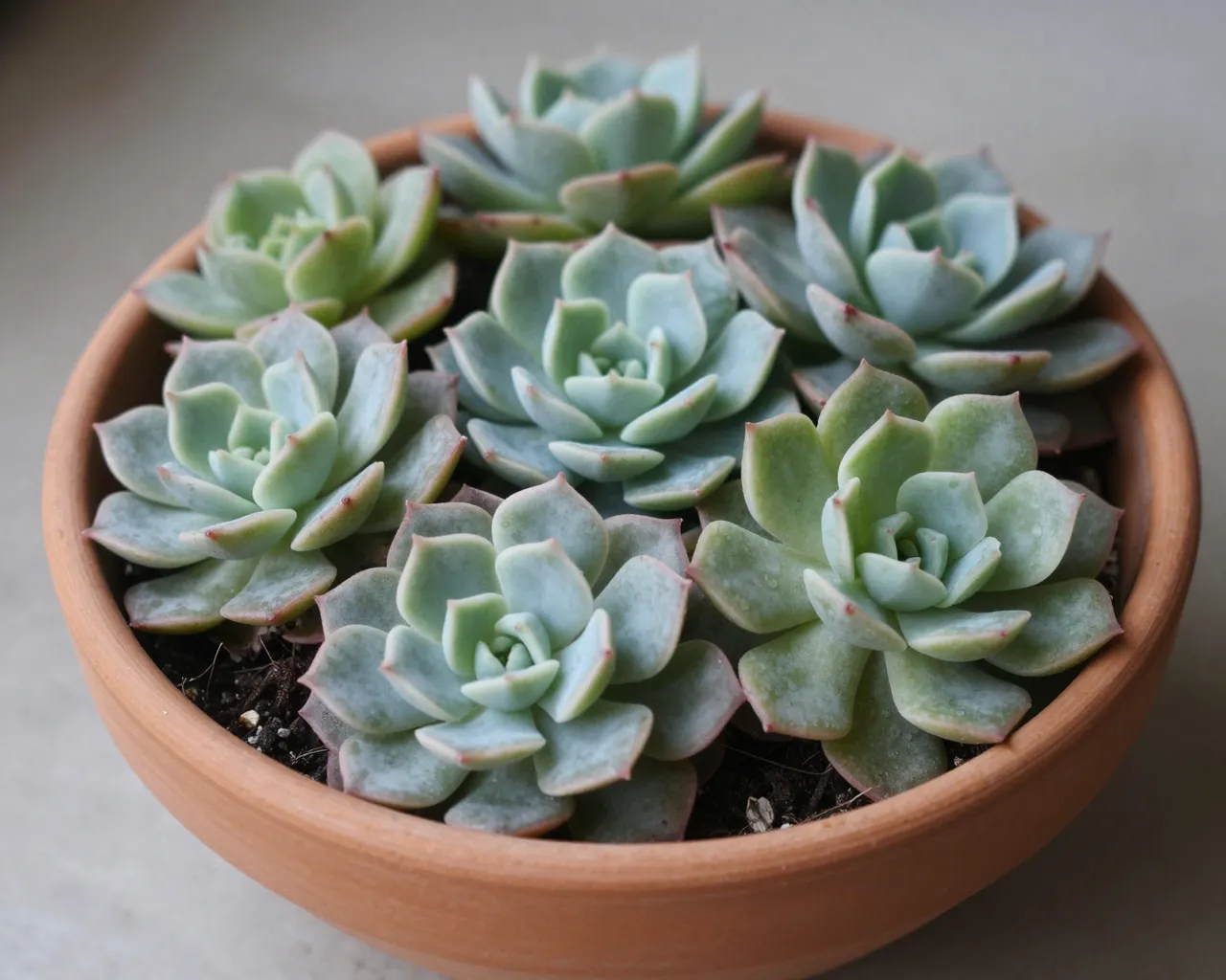 A cluster of echeveria succulents grows in a shallow round terracotta bowl on a neutral smooth surface