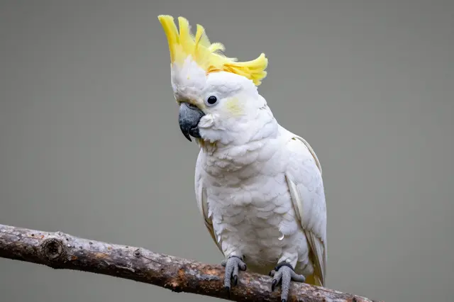 A sulphur-crested cockatoo with its bright yellow crest raised perched on a textured wood branch.