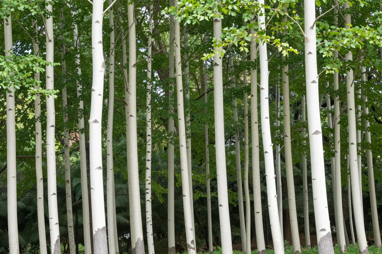 Dense stand of aspen trees with pale white trunks and bright green summer foliage