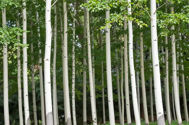 Dense stand of aspen trees with pale white trunks and bright green summer foliage