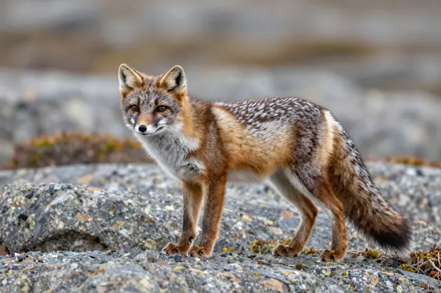 An arctic fox in brown summer fur stands alert on lichen-covered rocky tundra, facing the viewer.