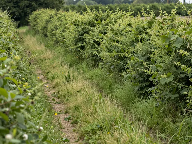 A narrow dirt country footpath winds between dense green summer hedgerows dotted with wildflowers.