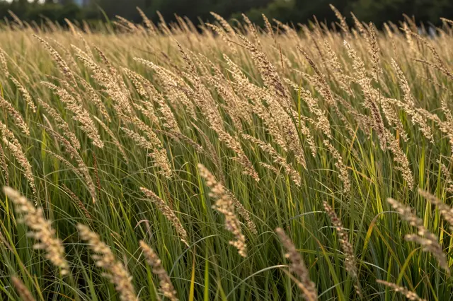 Warm golden evening light illuminates tall seeding meadow grasses in a field
